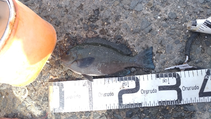 6/17釣果 梅雨グレ26センチ2枚