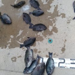 6/27釣果紀州釣りチヌ10枚。グレも11枚。