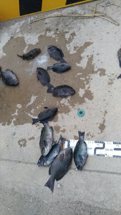 6/27釣果紀州釣りチヌ10枚。グレも11枚。