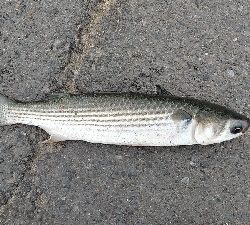 今回はボラでした