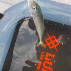 小鯖しか勝たんっ！