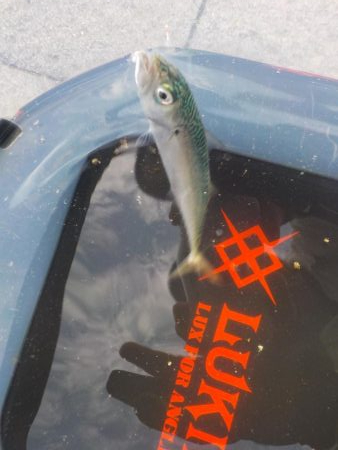 小鯖しか勝たんっ！