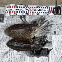 夜明けのキロモンゴ