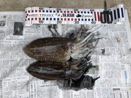 夜明けのキロモンゴ