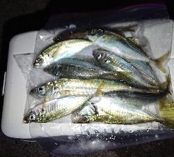 今年はじめましての釣果