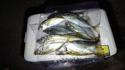 今年はじめましての釣果