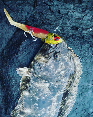 ヒラメ、尺アジ