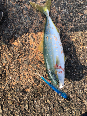 ツバスナブラも20分