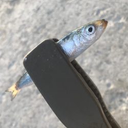 ダイソージグサビキで大漁