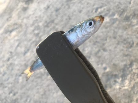 ダイソージグサビキで大漁