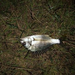 小さいながら釣れた‼︎