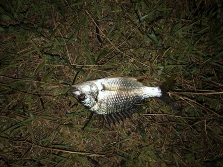 小さいながら釣れた‼︎