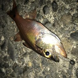 ダイソーワームでメバル &ガシラ