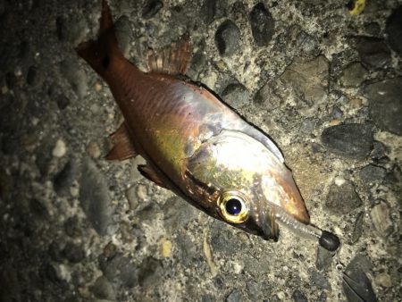 ダイソーワームでメバル &ガシラ