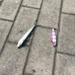 新子マダコと豆サバ。。。