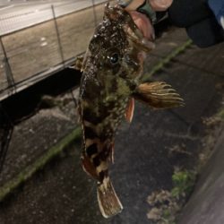 湾奥ライトゲーム