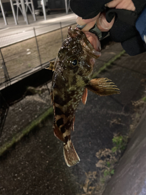 湾奥ライトゲーム