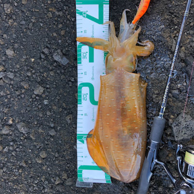 2021 佐渡ヶ島ライトゲーム&エギング