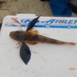 キス苦戦後、初登場2匹