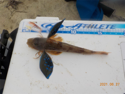 キス苦戦後、初登場2匹