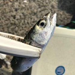 20年ぶりのマイワシ!