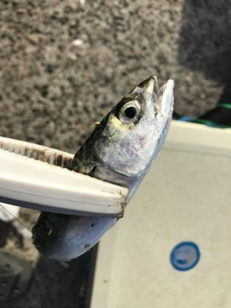 20年ぶりのマイワシ!