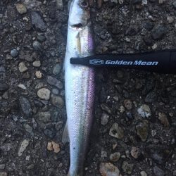 遠征アジング 二日目