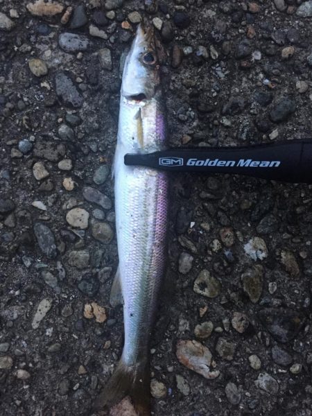 遠征アジング 二日目