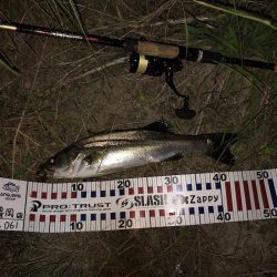 ナイトシーバス❗️