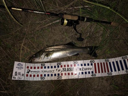 ナイトシーバス❗️