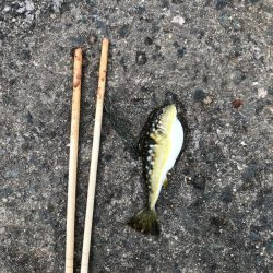 小豆サイズ豆アジ