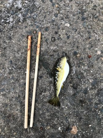 小豆サイズ豆アジ