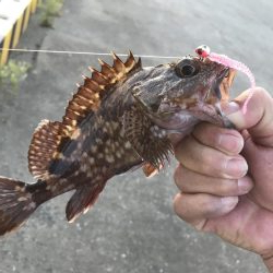 癒しのガッシー+マハタ