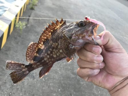 癒しのガッシー+マハタ