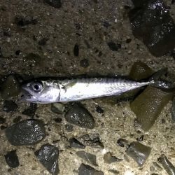 フロートメバリング