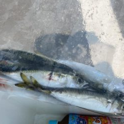 ライトゲームで小サバ