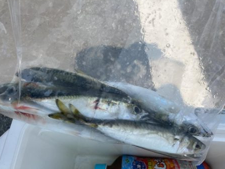 ライトゲームで小サバ