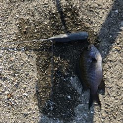 おせんオンリー