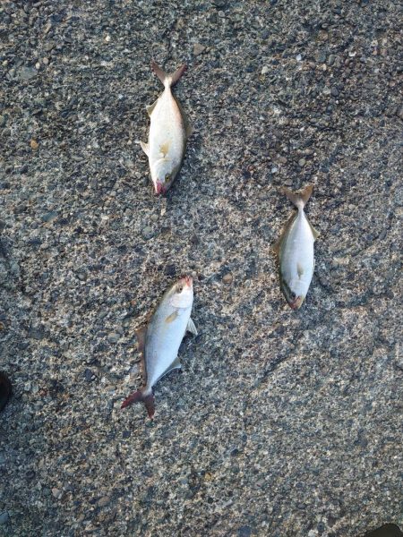 やっと夏っぽくなってきました!