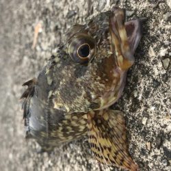 癒やしなガッシー3rd