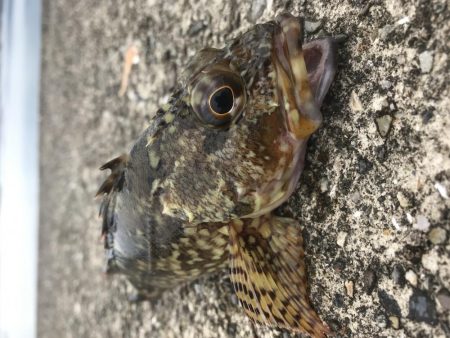 癒やしなガッシー3rd