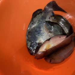 とびつくで挑戦