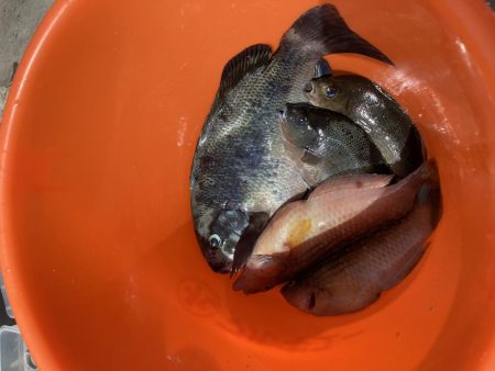 とびつくで挑戦