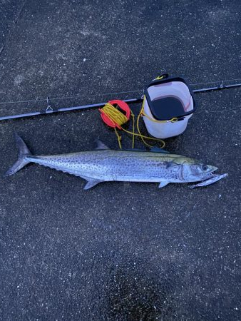 鰤じゃなくサワラで〜
