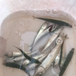 マイクロジグサビキでサバGET!