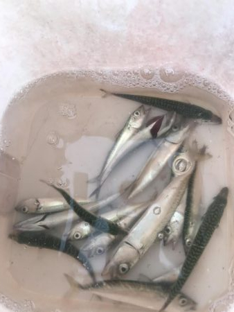 マイクロジグサビキでサバGET!