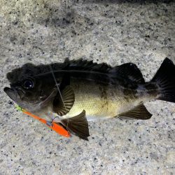 やっぱりめばめば太