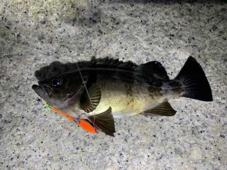 やっぱりめばめば太