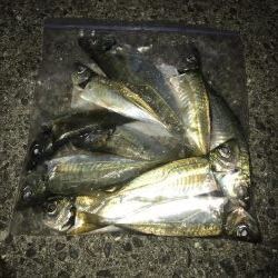 ダイソージグで良型アジ好調