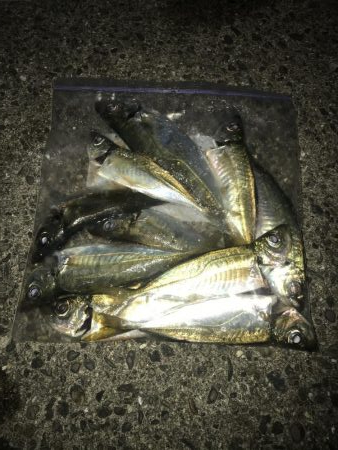 ダイソージグで良型アジ好調